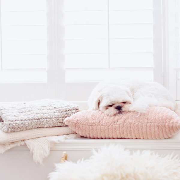 Dog sleeping on pillow 