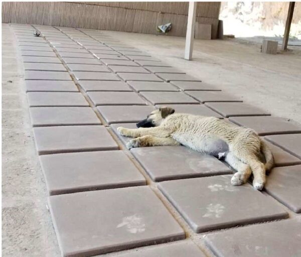 puppy sleeping on teraa cotta handmade tiles